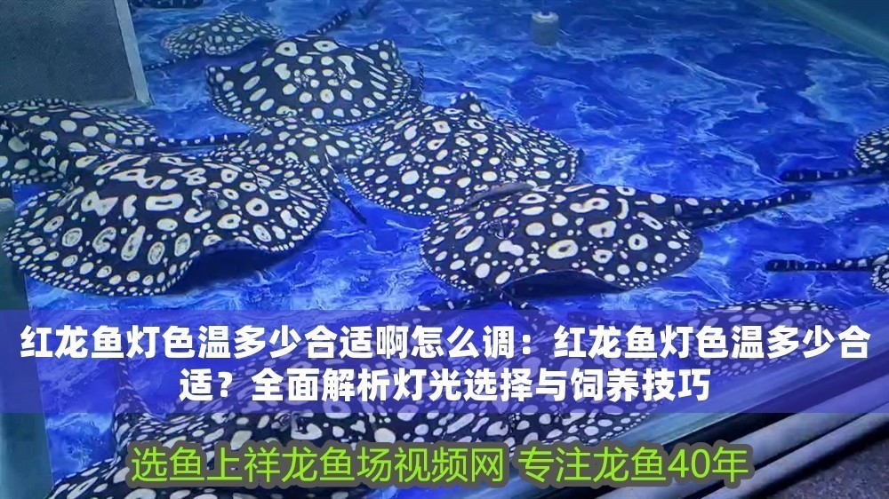 紅龍魚燈色溫多少合適啊怎么調(diào)：紅龍魚燈色溫多少合適？全面解析燈光選擇與飼養(yǎng)技巧