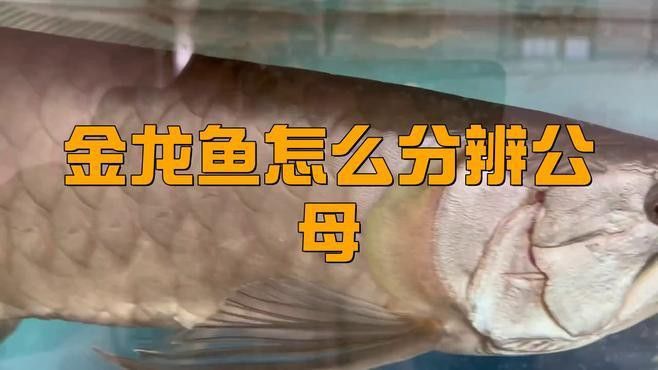 金龍魚怎么看雌雄