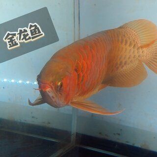 買金龍魚的祝福語：春節禮品贈送金龍魚的祝福語：這些祝福語可以用于購買
