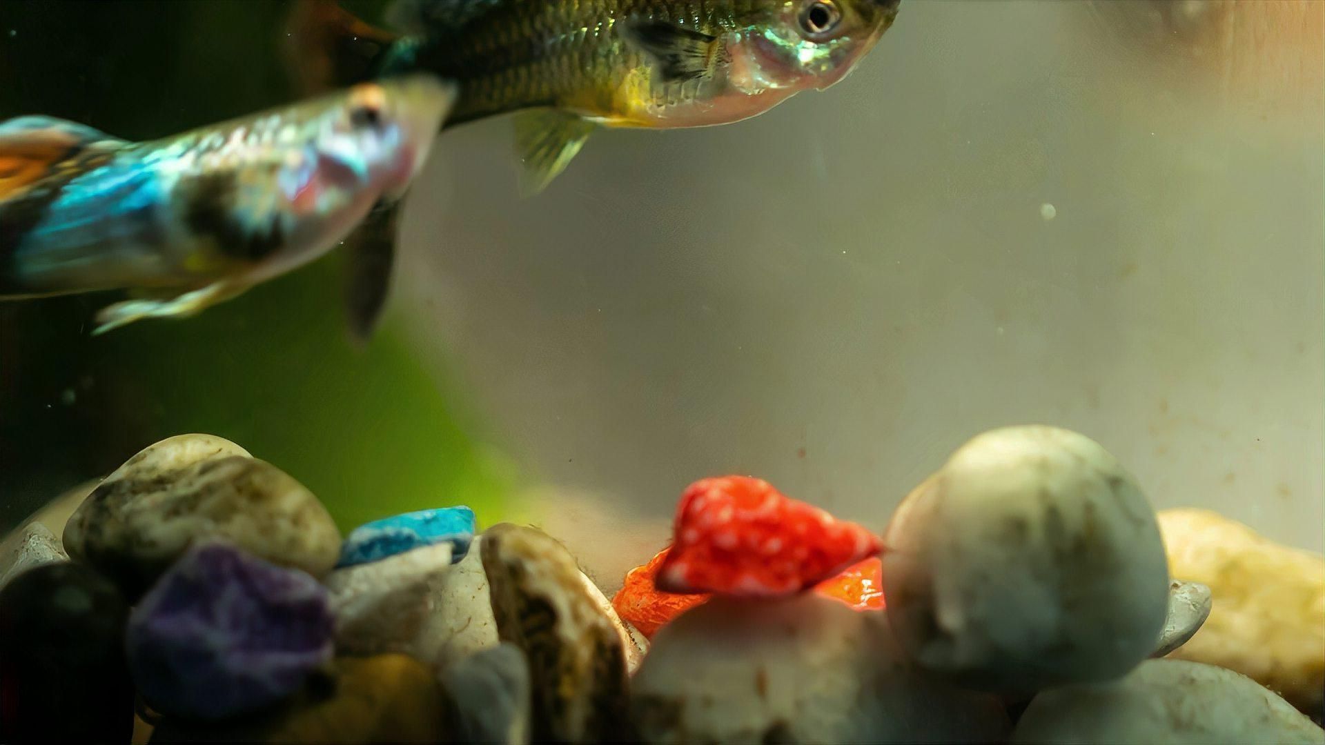 孔雀魚(yú)腹水病的癥狀有哪些？