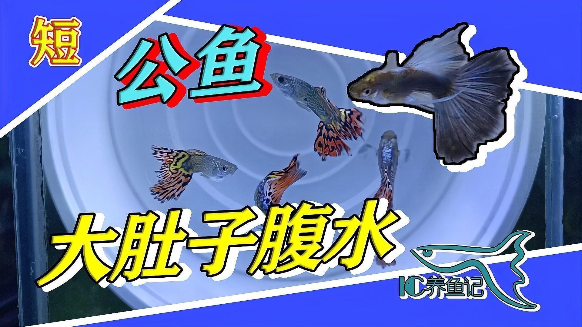 孔雀魚(yú)腹水病的癥狀有哪些？