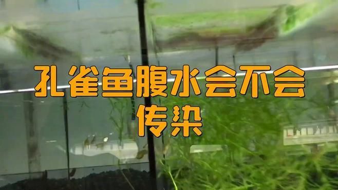 孔雀魚(yú)腹水病的癥狀有哪些？