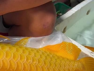 龍魚壽命有多長：關于龍魚壽命的詳細信息