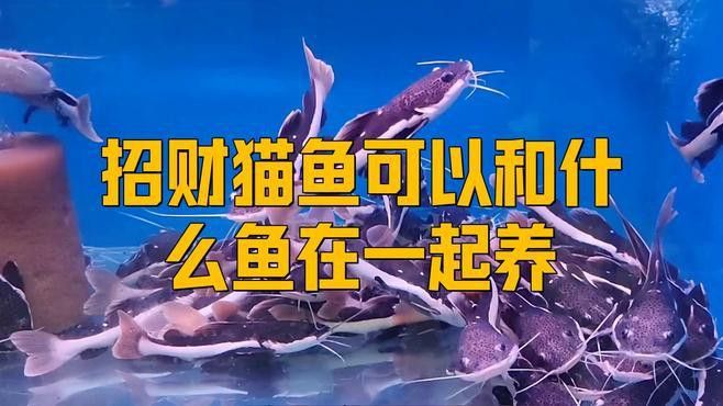 招財貓龍魚和什么魚混養