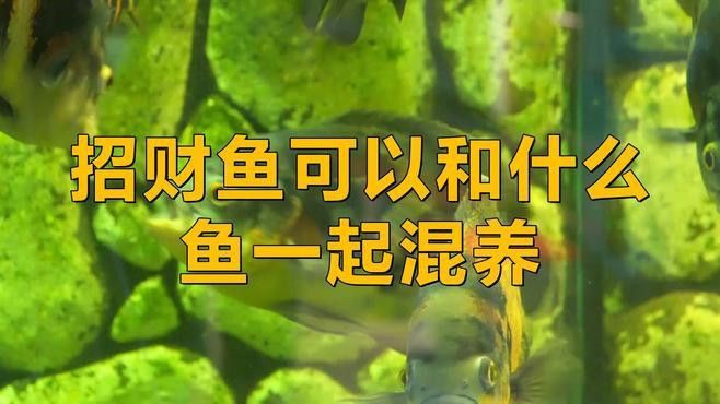 招財貓龍魚和什么魚混養
