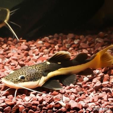 招財貓龍魚和什么魚混養