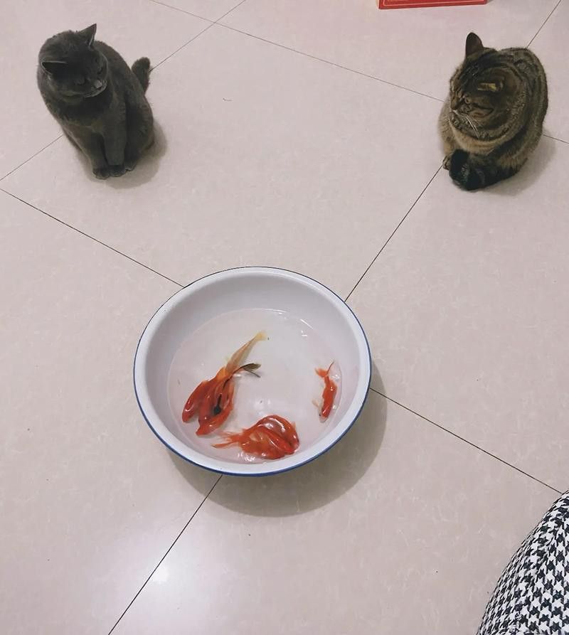 招財貓龍魚和什么魚混養