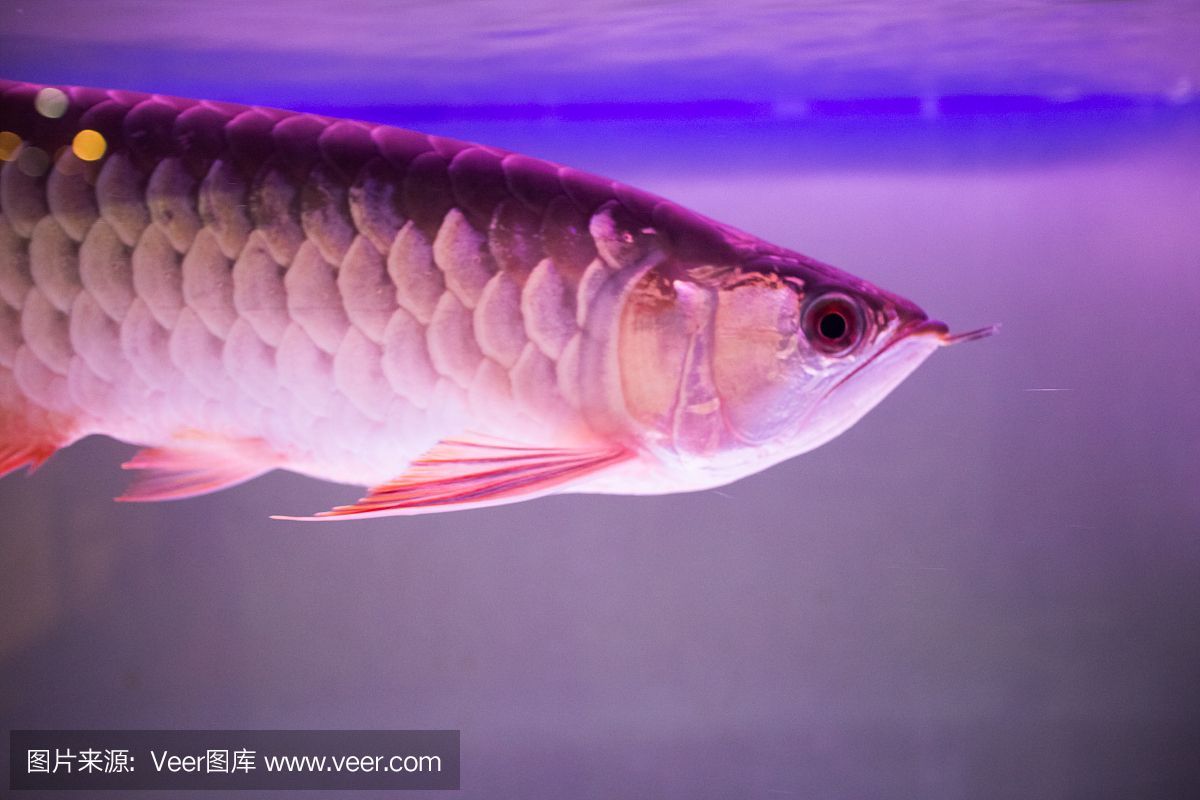 赤紅龍魚：華盛頓公約(cites)赤紅龍魚 赤紅龍魚：華盛頓公約(cites)赤紅龍魚 龍魚百科 第2張