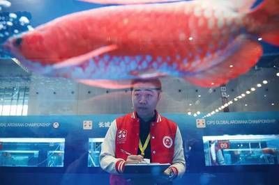 深圳龍魚市場（深圳龍魚市場信息）