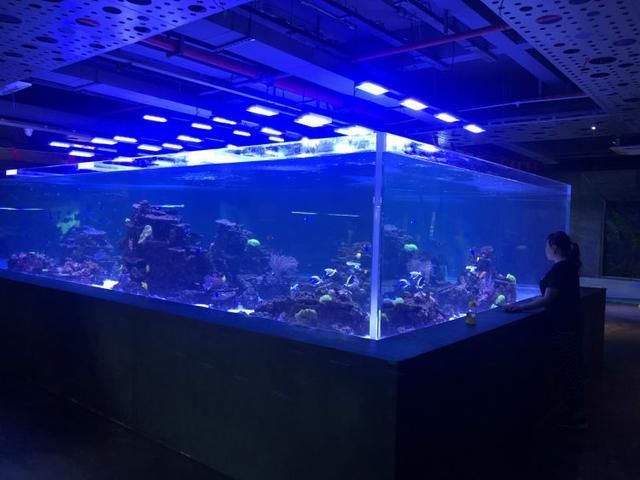 深圳龍魚市場（深圳龍魚市場信息）