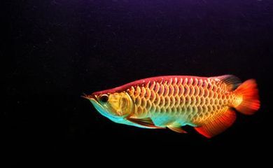 金龍魚吃的小魚叫什么：金龍魚吃什么小魚最好金龍魚吃什么小魚最好