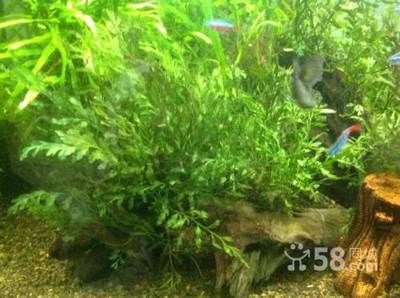 長春觀賞魚批發市場（長春觀賞魚價格對比,長春觀賞魚品種大全）