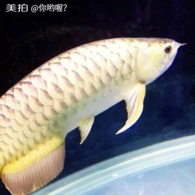 金龍魚短身好還是長身好：金龍魚的短身與長身哪個更好