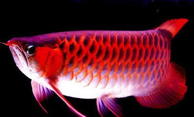 龍魚水質(zhì)ph值高怎么辦：龍魚水質(zhì)ph值偏高怎么辦