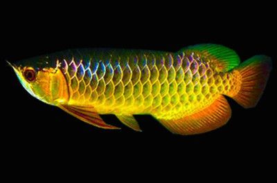 龍魚底色不干凈怎么辦（如何解決龍魚底色不干凈的問題）