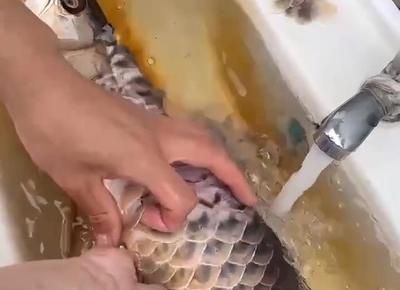 金龍魚吃不下怎么辦：金龍魚不吃東西怎么辦?金龍魚不吃食怎么回事