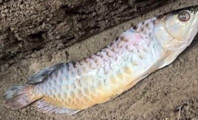 金龍魚吃不下怎么辦：金龍魚不吃東西怎么辦?金龍魚不吃食怎么回事