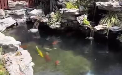 金龍魚吃不下怎么辦：金龍魚不吃東西怎么辦?金龍魚不吃食怎么回事