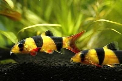 龍魚和虎魚風水寓意：龍魚和虎魚的養護技巧