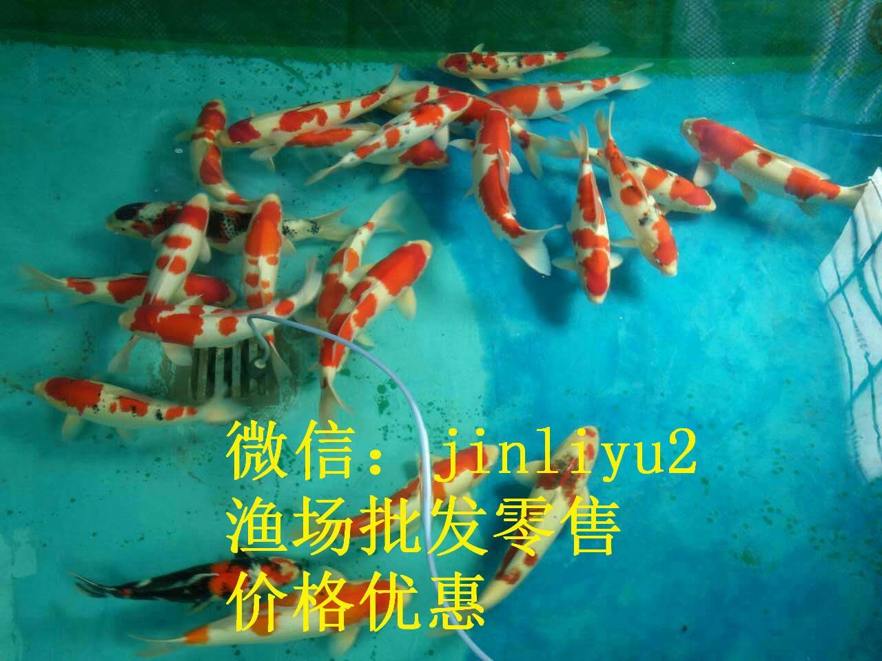 祥龍龍魚萬能藥換水：關于龍魚換水和使用祥龍龍魚萬能藥的建議