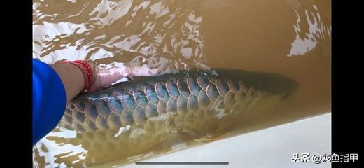 過背龍魚多大開始發色好：過背龍魚多大發色好