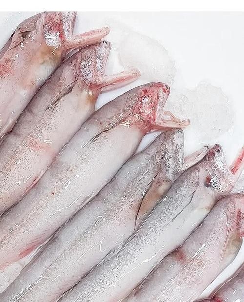 七星刀魚咬龍魚（七星刀魚與銀龍魚混養注意事項）