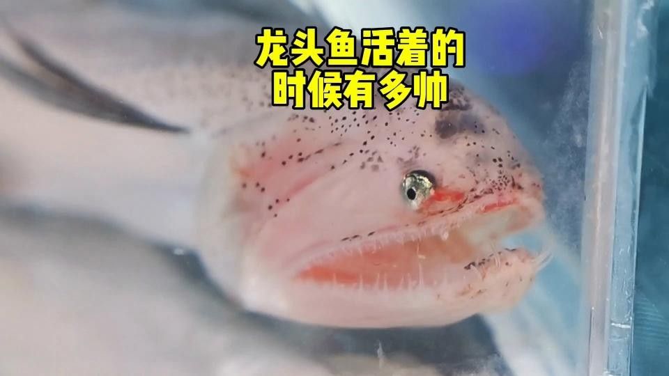 七星刀魚咬龍魚（七星刀魚與銀龍魚混養注意事項）