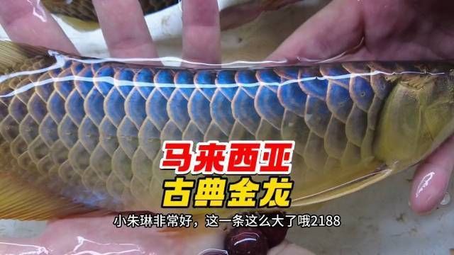 過背金龍魚的品種鑒別方法