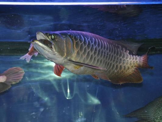 龍魚狀態不好沒食欲怎么調節腸胃好些：龍魚拒食怎么辦