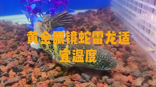 雷龍魚溫度33度會(huì)熱死嗎