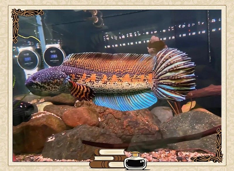 雷龍魚溫度33度會(huì)熱死嗎