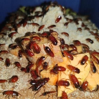 金龍魚吃啥食物