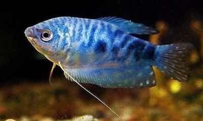 龍魚病了多久可以喂飼料：龍魚在生病后多久可以恢復(fù)喂食飼料