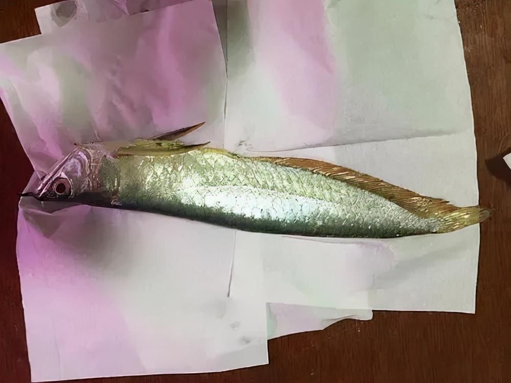 10cm虎魚混40cm龍:10公分虎魚和40公分龍魚混養可行嗎?全面解析混養技巧與注意事項