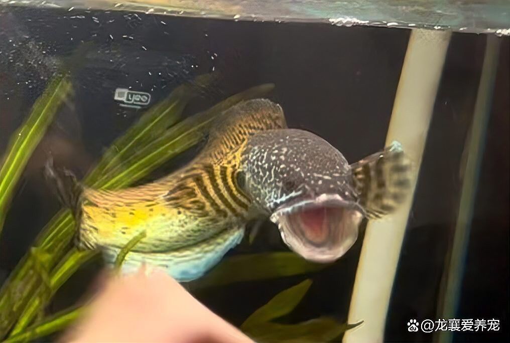如何挑選恢復(fù)能力強(qiáng)的雷龍魚(yú)？