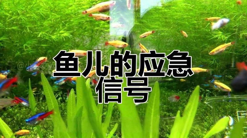 如何挑選恢復(fù)能力強(qiáng)的雷龍魚(yú)？