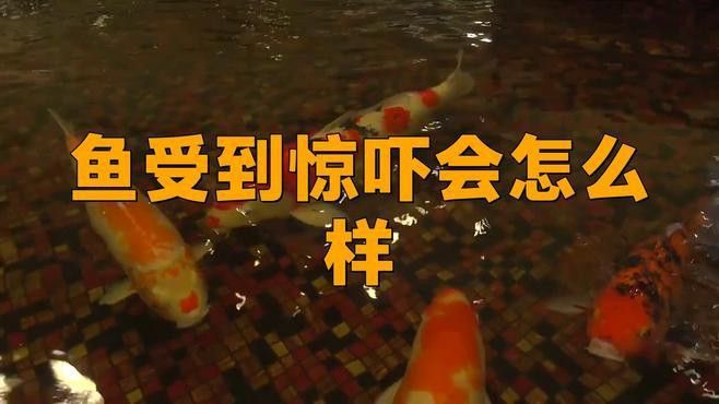 如何挑選恢復(fù)能力強(qiáng)的雷龍魚(yú)？