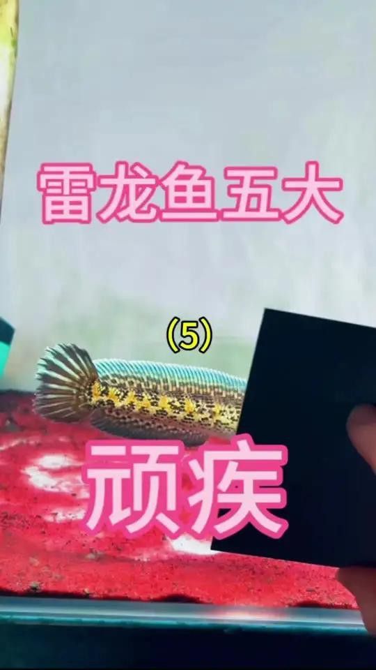 如何挑選恢復(fù)能力強(qiáng)的雷龍魚(yú)？