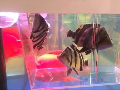 最漂亮的紅龍魚排名榜：最漂亮的紅龍魚品其特點