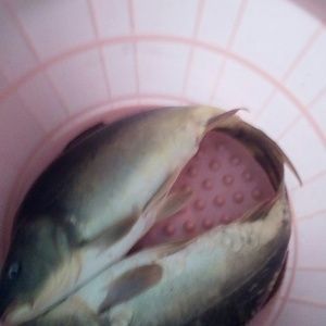 最漂亮的紅龍魚排名榜：最漂亮的紅龍魚品其特點
