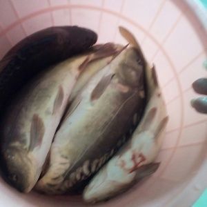 最漂亮的紅龍魚排名榜：最漂亮的紅龍魚品其特點
