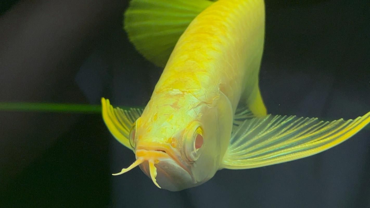 白子過背金龍魚好養(yǎng)嗎