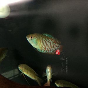 黃曼龍魚好養嗎貼吧：黃曼龍魚好養嗎