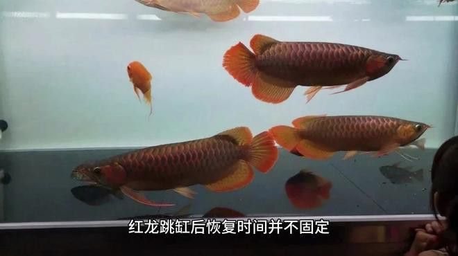 招財(cái)魚能和紅龍魚混養(yǎng)嗎圖片視頻大全
