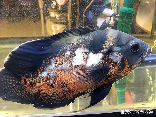 龍魚打架受傷用什么藥
