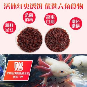 恐龍魚吃魚食嗎（恐龍魚可以吃魚食嗎）