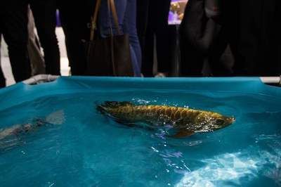 龍魚怎樣麻醉最好：龍魚麻醉處理方法
