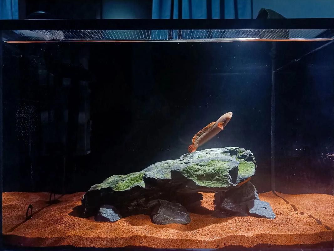 招財魚可以和雷龍魚混養(yǎng)嗎圖片欣賞