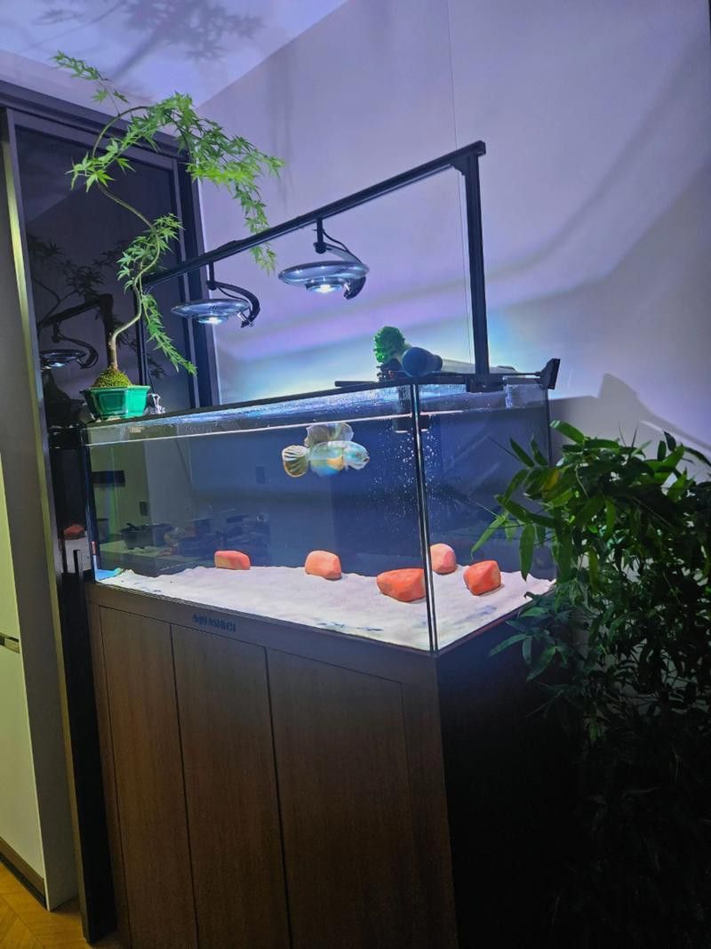 招財魚可以和雷龍魚混養(yǎng)嗎圖片欣賞