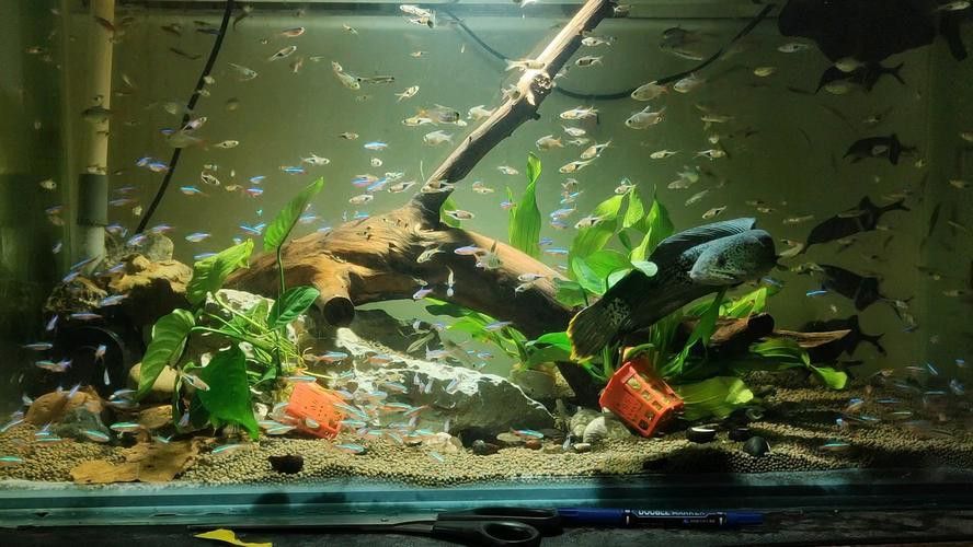 招財魚可以和雷龍魚混養(yǎng)嗎圖片欣賞